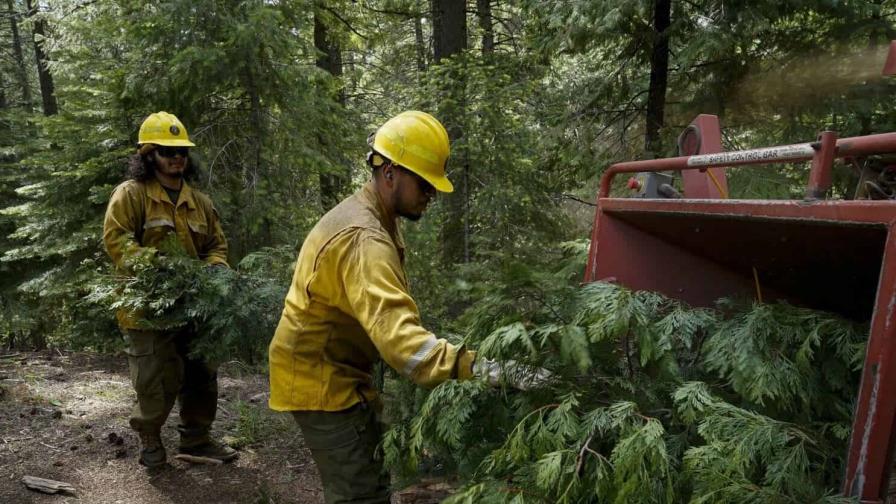 ¿Cómo los despidos masivos de Trump aumentan riesgo de incendio en oeste de EE.UU.?