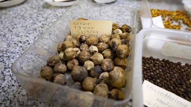 Conservación de 318 especies amenazadas, logro del Jardín Botánico durante el 2024