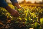 El IICA expresa su respaldo a proyectos para fortalecer la agricultura en el Caribe