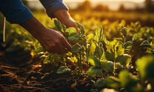 El IICA expresa su respaldo a proyectos para fortalecer la agricultura en el Caribe