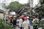 Cae enorme árbol en calle del sector Piantini y afecta a tres vehículos y un edificio