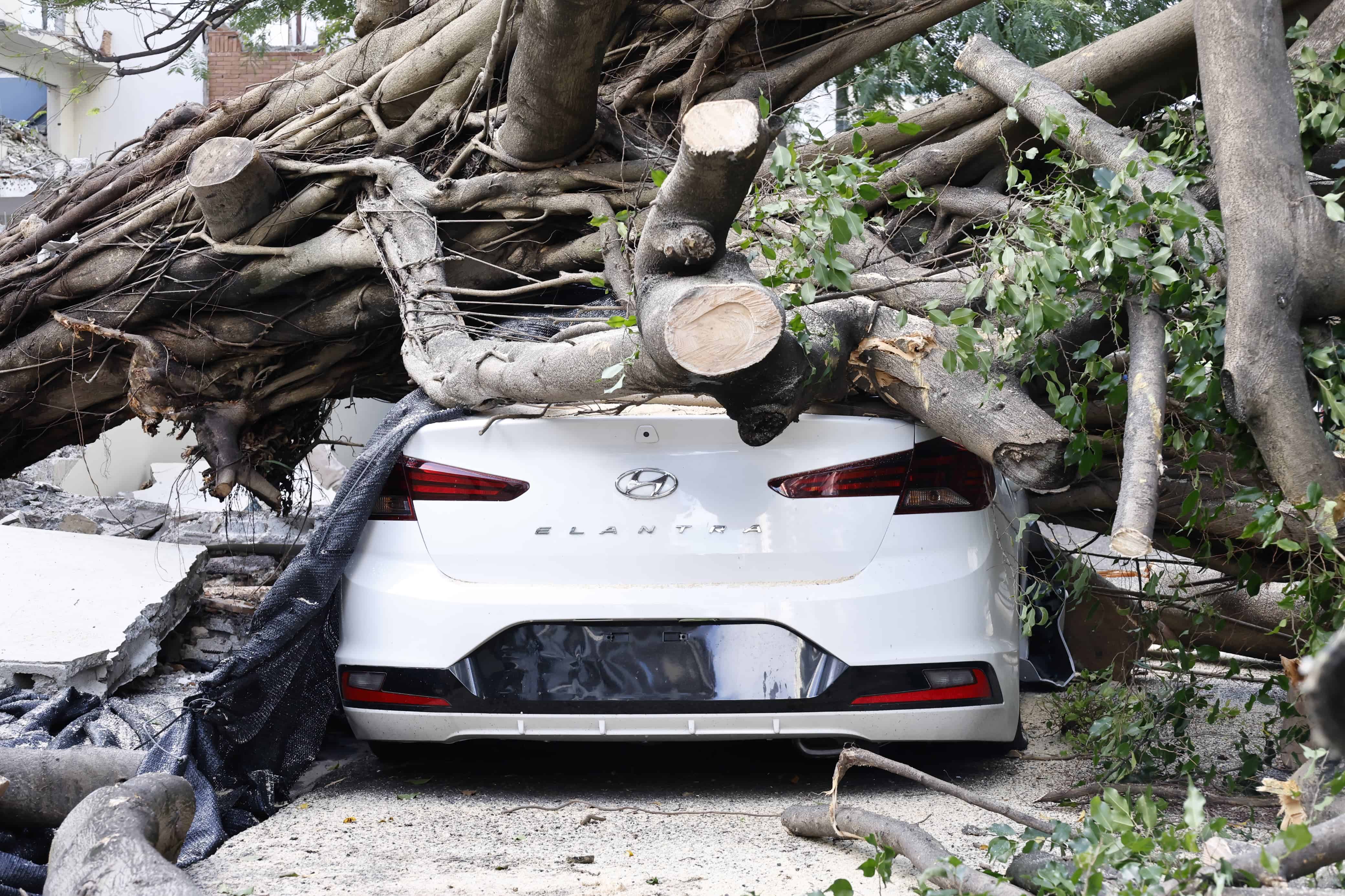 Uno de los autos que quedó  completamente aplastado por el árbol.