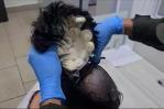 Policía colombiana detiene a un hombre que transportaba paquetes de cocaína en su peluca
