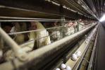 República Dominicana suspende la compra de pollos a Brasil por gripe aviar