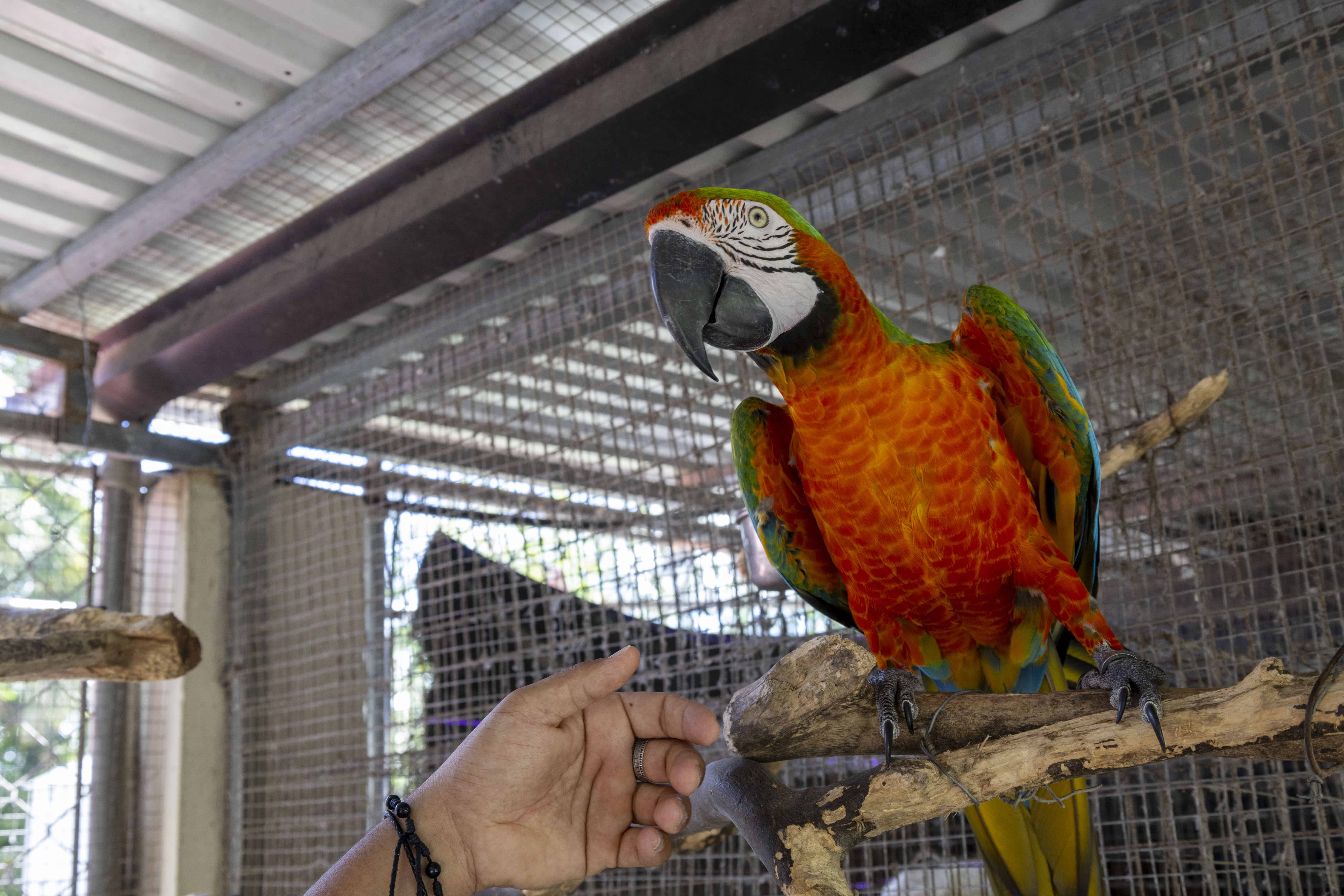 El guacamayo. 