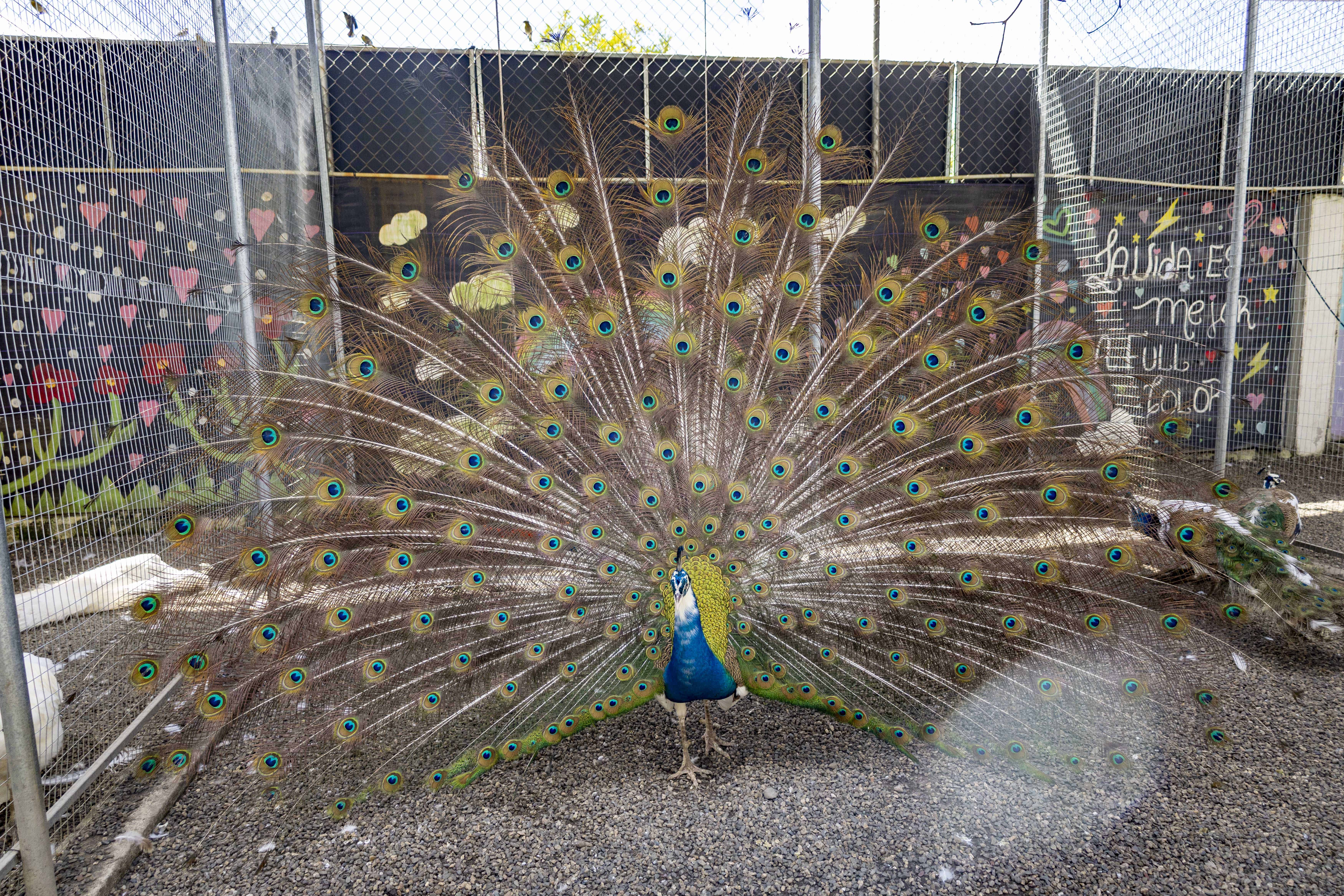 Pavo real en JD Dominican Farm.