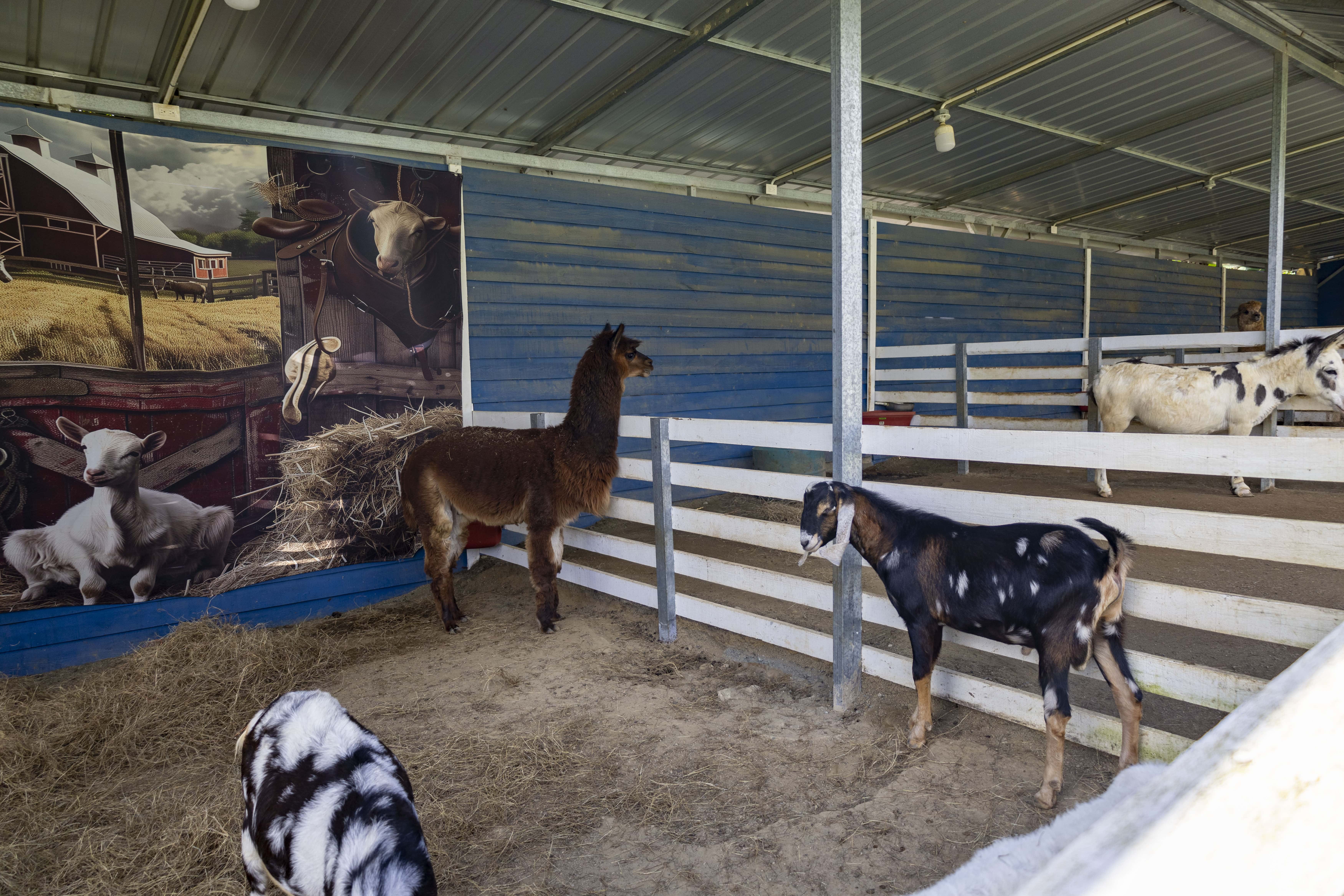 Alpacas en JD Dominican Farm en Moca.