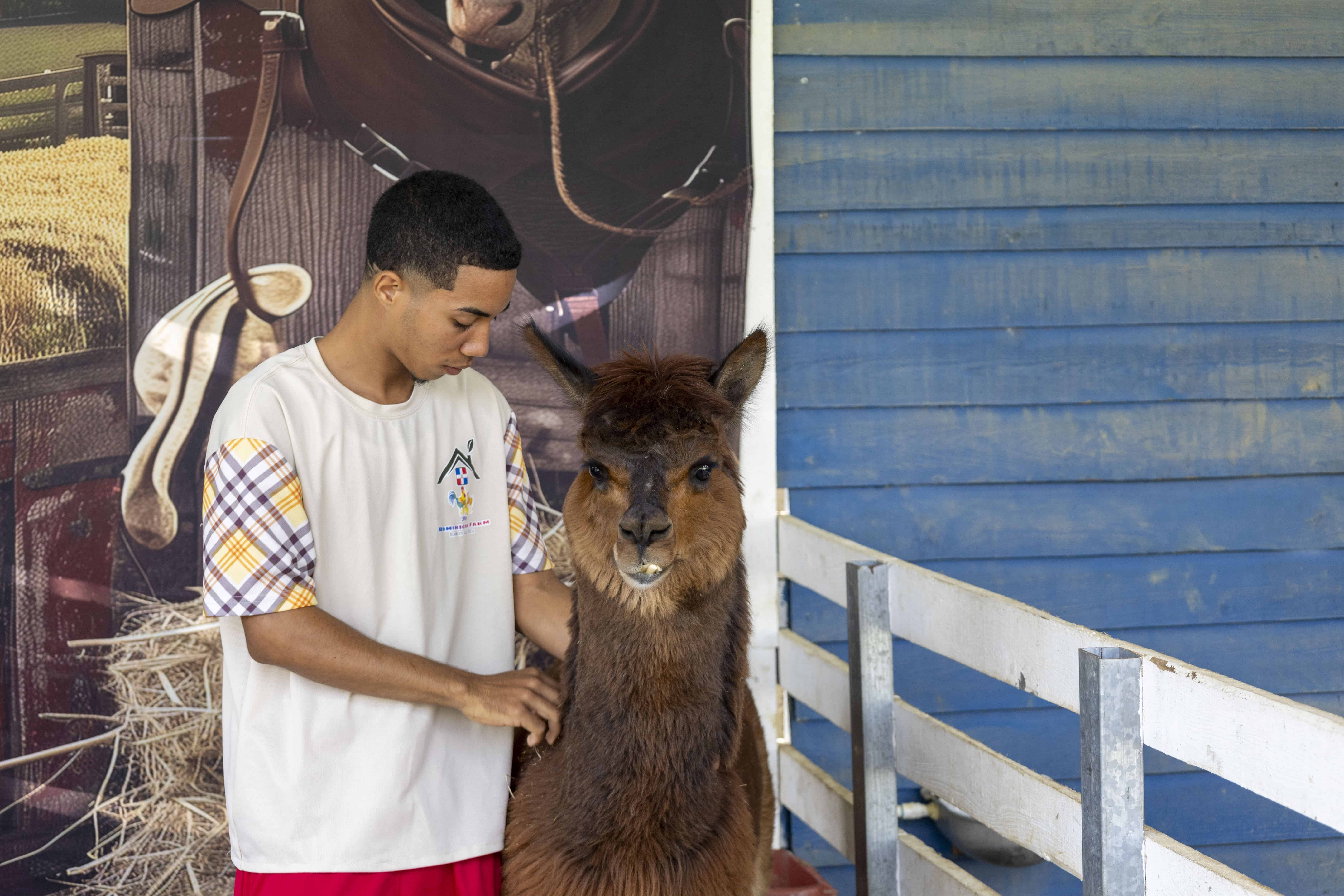 Alpacas en JD Dominican Farm en Moca.