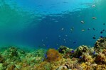 El mundo llega a la COP17 sobre biodiversidad con retrasos en sus metas El mundo llega a la COP17 sobre biodiversidad con retrasos en sus metas