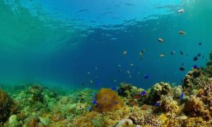 El mundo llega a la COP17 sobre biodiversidad con retrasos en sus metas