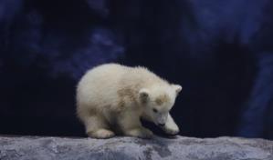 Nace Nur, la osezna polar, en el Acuario de São Paulo: un hito en conservación