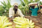 La producción de banano en el país: un desafío para las autoridades y mipymes