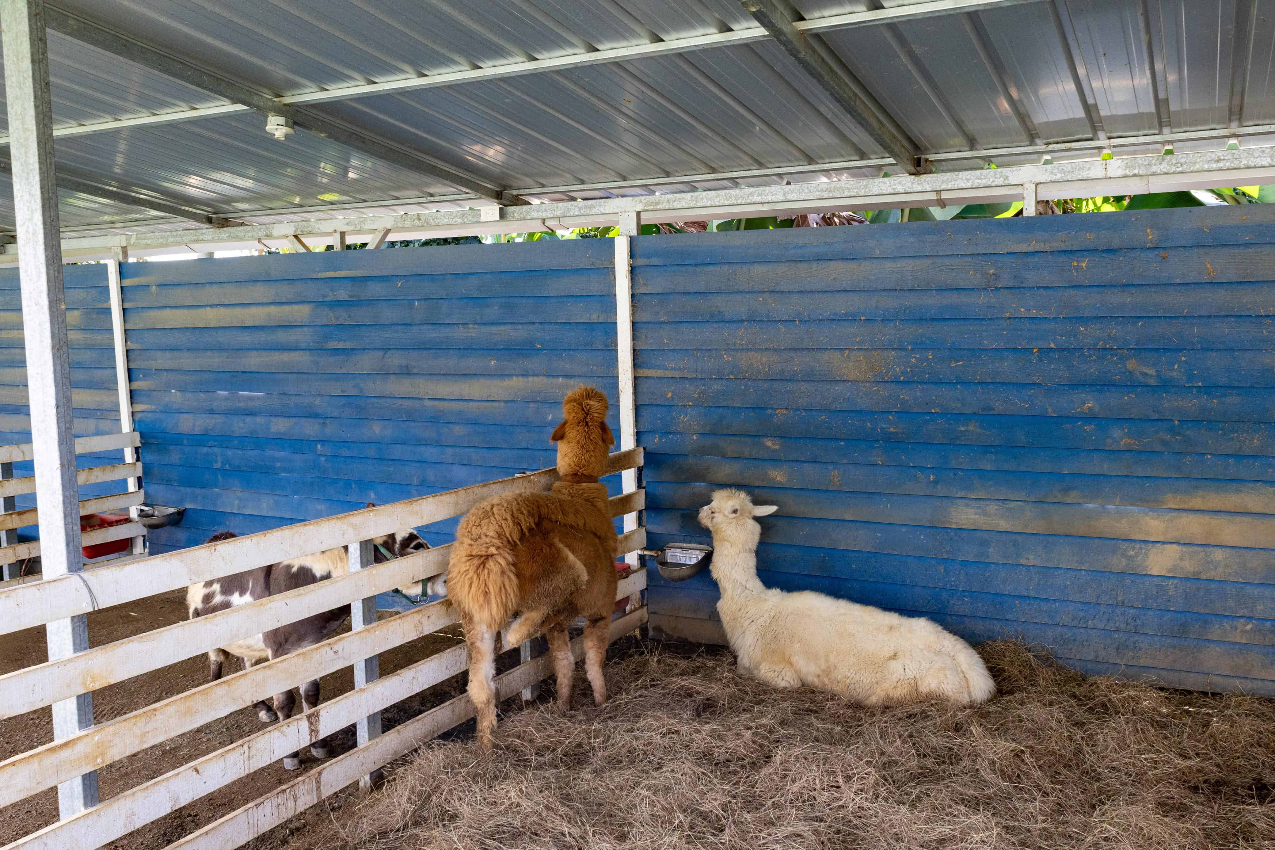 Alpacas en JD Dominican Farm en Moca. 