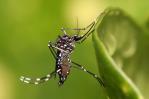 Reportan la primera muerte del año por dengue en Puerto Rico