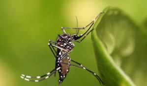 Reportan la primera muerte del año por dengue en Puerto Rico