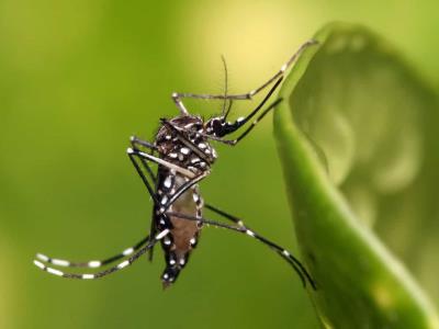 Reportan primera muerte del año por dengue en Puerto Rico