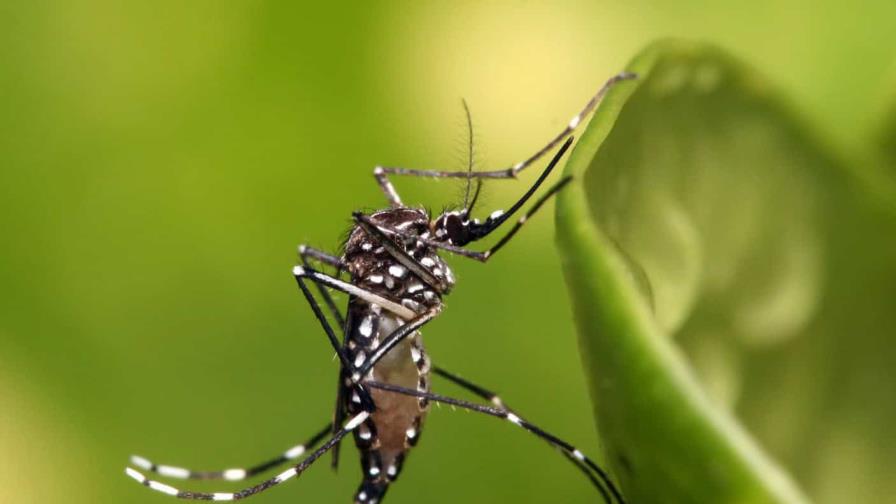Reportan la primera muerte del a&ntilde;o por dengue en Puerto Rico