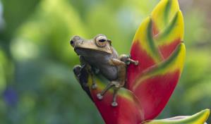 Revelan nuevas relaciones entre plantas y animales, claves para la regeneración forestal