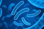 Resistencia de las bacterias a los antibióticos Resistencia de las bacterias a los antibióticos
