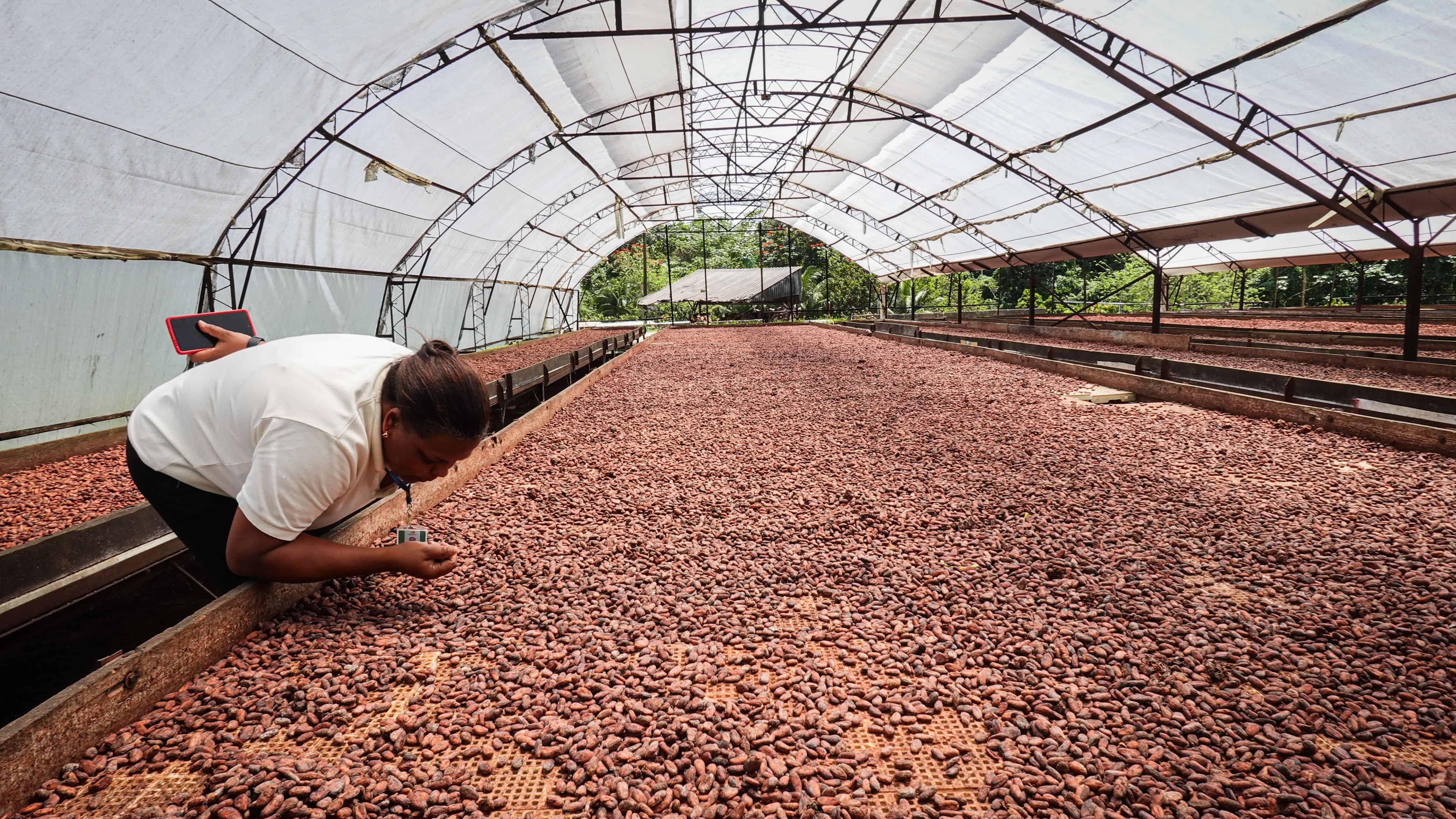 Lugar donde las semillas de cacao se secan.