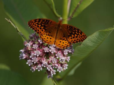 Las mariposas de EE. UU. desaparecen a un ritmo «catastrófico»