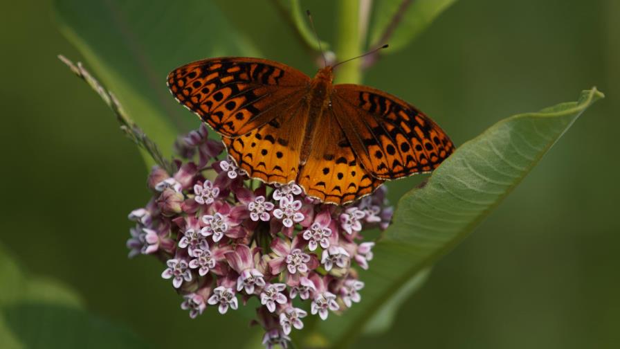 Primer análisis nacional revela que las mariposas de EE. UU. desaparecen a un ritmo catastrófico