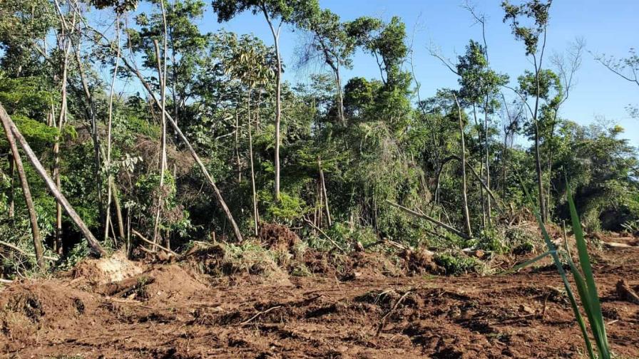 El Bosque lo están enfermando