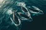 Ballenas y delfines, aliados contra el cambio climático aunque continúan bajo amenaza Ballenas y delfines, aliados contra el cambio climático aunque continúan bajo amenaza