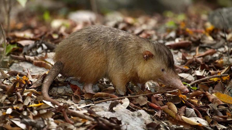 Un antídoto contra el síndrome por déficit de naturaleza