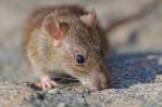 ¿El hantavirus y la leptospirosis son la misma enfermedad?