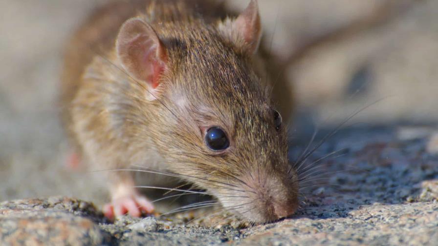 ¿El hantavirus y la leptospirosis son la misma enfermedad?