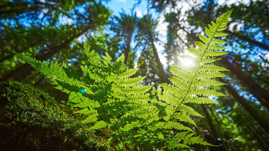 Expertos chinos crean un nanomaterial capaz de mejorar la fotosíntesis de las plantas