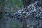 Esos animales que modifican el paisaje como arquitectos Esos animales que modifican el paisaje como arquitectos