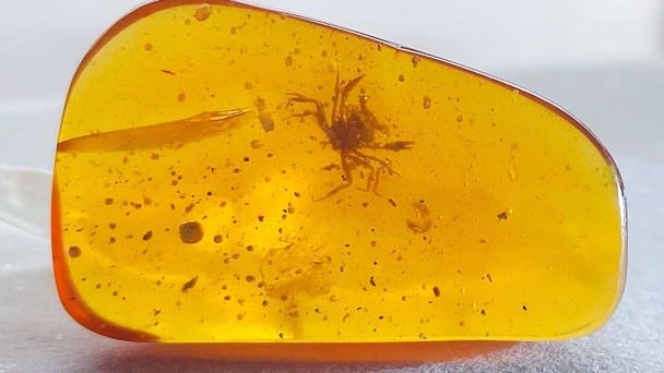 Hallan en Nueva Zelanda los primeros fósiles en ámbar de insectos acuáticos hoy extintos
