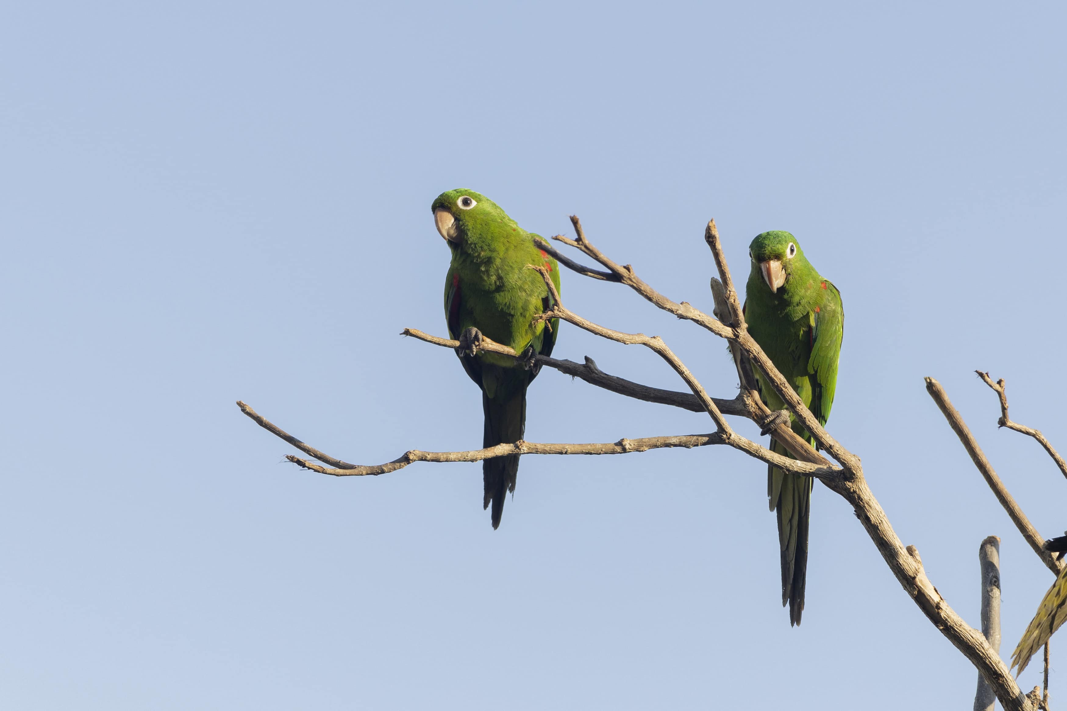 Los pericos son aves muy curiosas e inteligentes. 