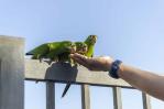 Alimentar aves silvestres: ¿acto de conservación o práctica perjudicial?