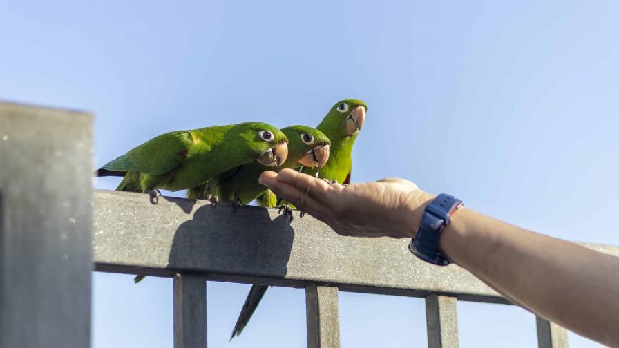 Alimentar aves silvestres: ¿acto de conservación o práctica perjudicial?