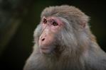 Una pastilla cura a monos infectados con ébola
