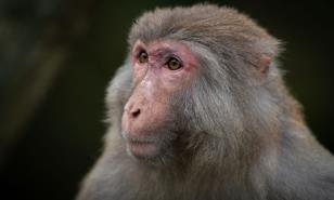 Una pastilla cura a monos infectados con ébola