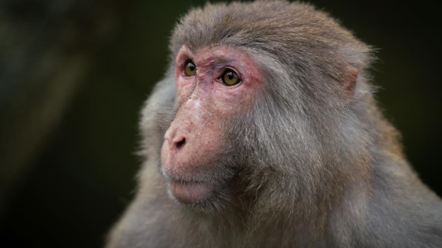 Una pastilla cura a monos infectados con ébola