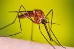 Salud Pública reporta casi cuatro mil casos sospechosos de malaria en lo que va de 2025