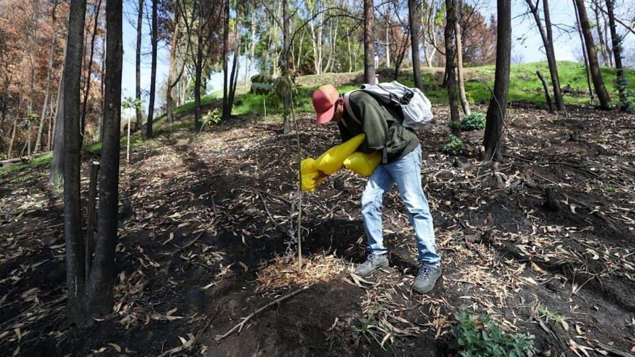 Quito incorpora herramienta tecnológica para medir la salud de los árboles