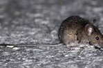 Qu&eacute; es el hantavirus: el peligroso virus encontrado en un crucero