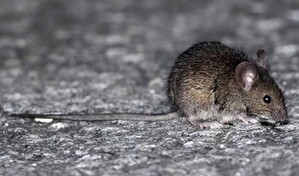 Qu&eacute; es el hantavirus: el peligroso virus encontrado en un crucero