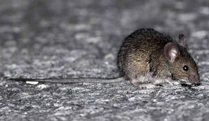 Qu&eacute; es el hantavirus: el peligroso virus encontrado en un crucero