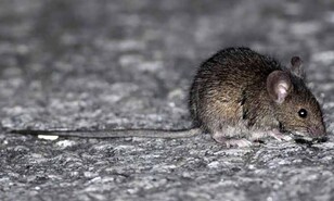 Qu&eacute; es el hantavirus: el peligroso virus encontrado en un crucero