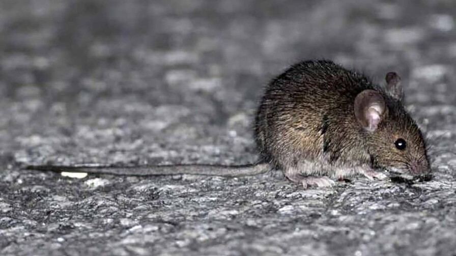 Qu&eacute; es el hantavirus: el peligroso virus encontrado en un crucero