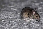 Dos mujeres infectadas con hantavirus mueren en una semana en Argentina