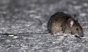 Dos mujeres infectadas con hantavirus mueren en una semana en Argentina