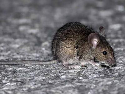 Mueren mujeres por hantavirus en Argentina en una semana